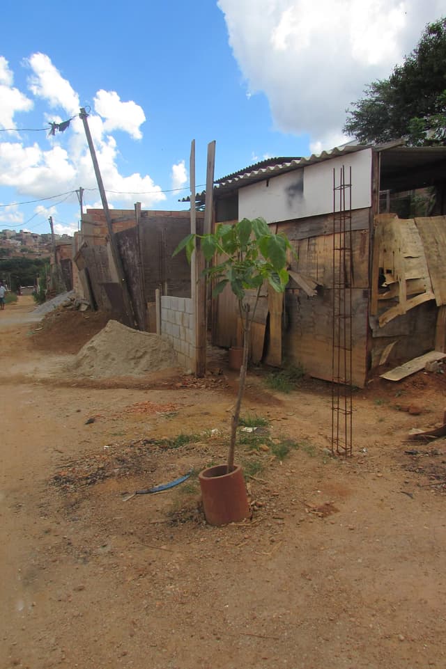 4 meses após o plantio de mudas. Fonte: Natureza Política, 2019
